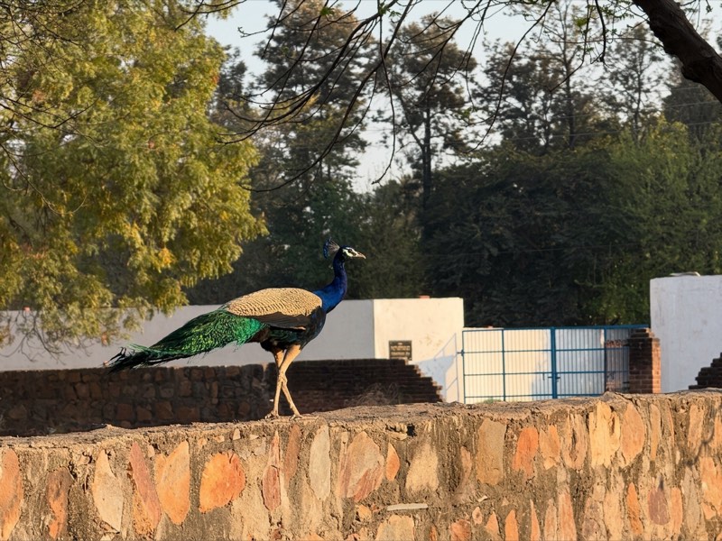 A resident peacock walking the stone boundary wall