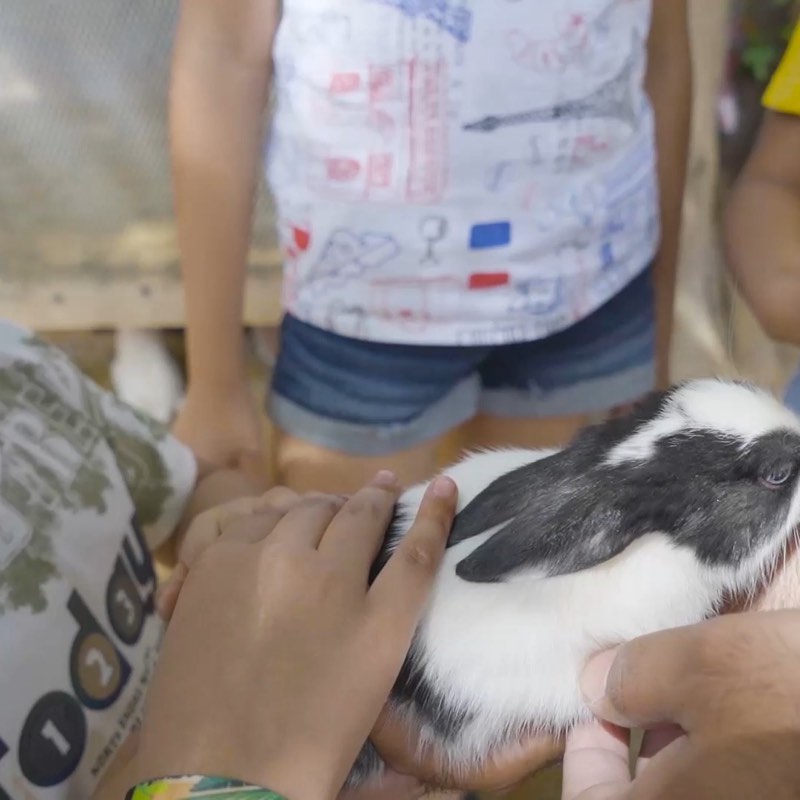 Small hands gently petting a lop rabbit